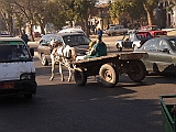 Lupo Egitto 2 004